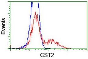 Image no. 3 for anti-Cystatin SA (CST2) antibody (ABIN1497757) (CST2 anticorps)