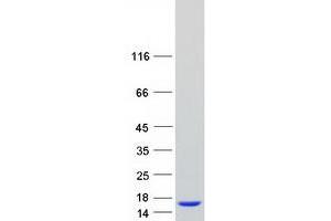 Validation with Western Blot