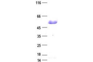 Validation with Western Blot