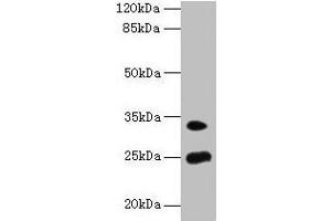 Western blot All lanes: MREG antibody at 8 μg/mL + Mouse stomach tissue Secondary Goat polyclonal to rabbit IgG at 1/10000 dilution Predicted band size: 25, 27 kDa Observed band size: 25, 33 kDa (MREG anticorps  (AA 1-214))
