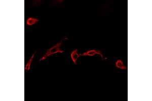 ABIN6277584 staining HepG2? (GLUL anticorps  (C-Term))