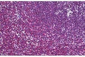 Human Spleen: Formalin-Fixed, Paraffin-Embedded (FFPE) (FLIP anticorps  (AA 178-277))