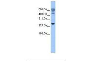 Image no. 1 for anti-FUN14 Domain Containing 1 (FUNDC1) (AA 77-126) antibody (ABIN6739393) (FUNDC1 anticorps  (AA 77-126))