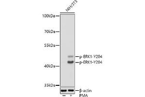 Western blot analysis of extracts of NIH/3T3 cells, using Phospho-ERK1-Y204 antibody (ABIN3019889, ABIN3019890, ABIN3019891 and ABIN1681795) at 1:1000 dilution.