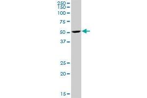 RBED1 MaxPab polyclonal antibody. (ELMOD3 anticorps  (AA 1-391))