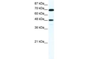 Western Blotting (WB) image for anti-Zinc Finger Protein 446 (ZNF446) antibody (ABIN2461247) (ZNF446 anticorps)