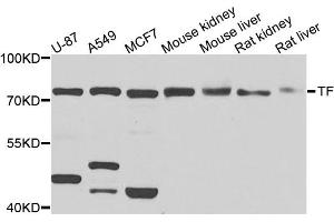 Western blot analysis of extracts of various cell lines, using TF antibody. (Transferrin anticorps)