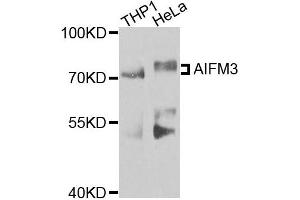 Western blot analysis of extracts of various cells, using AIFM3 antibody. (AIFM3 anticorps)