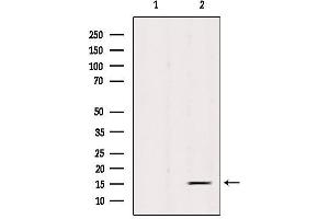 Western blot analysis of extracts from HepG2, using Histone H3K4me1 Antibody.
