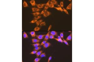 Immunofluorescence analysis of NIH-3T3 cells using PGE Receptor EP2 (PGE Receptor EP2 (PGE receptor EP2 (PTGER2))) Rabbit mAb (ABIN7269572) at dilution of 1:100 (40x lens). (PTGER2 anticorps)