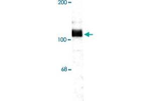 Western blot of rat hippocampal lysate showing specific immunolabeling of the ~115 KDa APP protein. (APP anticorps  (C-Term))