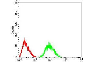Flow cytometric analysis of SH-SY5Y cells using GRM7 mouse mAb (green) and negative control (red).