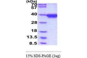 SDS-PAGE (SDS) image for Hematopoietic Cell Signal Transducer (HCST) (AA 20-48) protein (hIgG-His-tag) (ABIN5855092)
