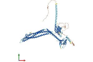 AlphaFold protein structure predicition of Mouse Recombinant Appl1 Protein, UniprotID Q8K3H0