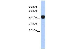 TXNDC4 antibody used at 1 ug/ml to detect target protein.
