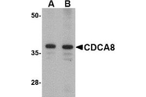 Western Blotting (WB) image for anti-Cell Division Cycle Associated 8 (CDCA8) (N-Term) antibody (ABIN1031311) (CDCA8 anticorps  (N-Term))