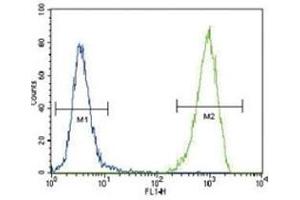 FLT3 antibody flow cytometric analysis of 293 cells (right histogram) compared to a negative control (left histogram).