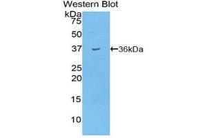 Western Blotting (WB) image for anti-Insulin (INS) (AA 25-54) antibody (ABIN3208616) (Insulin anticorps  (AA 25-54))