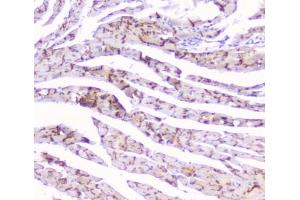 IHC testing of mouse heart tissue with Cx43 antibody at 1ug/ml.