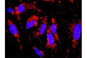 Proximity Ligation Analysis of protein-protein interactions between CRKL and EGFR.
