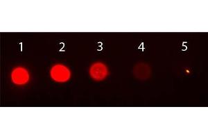 Dot Blot of Mouse IgG2b Isotype Control Phycoerythrin Conjugated. (Souris IgG2b isotype control (PE))
