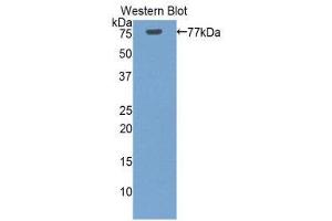 Western Blotting (WB) image for anti-Heat Shock 70kDa Protein 1-Like (HSPA1L) (AA 1-641) antibody (ABIN1859215) (HSPA1L anticorps  (AA 1-641))