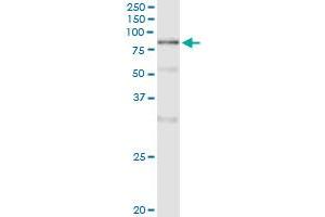 Immunoprecipitation of POLA2 transfected lysate using anti-POLA2 monoclonal antibody and Protein A Magnetic Bead , and immunoblotted with POLA2 MaxPab rabbit polyclonal antibody. (POLA2 anticorps  (AA 1-598))
