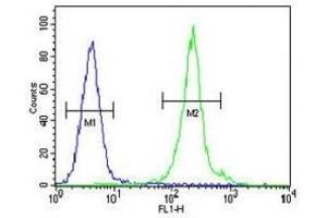 IL-12B antibody flow cytometric analysis of MDA-MB435 cells (green) compared to a negative control (blue).