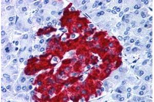 Immunohistochemical staining of human pancreas with GPR82 polyclonal antibody . (GPR82 anticorps  (Cytoplasmic Domain))