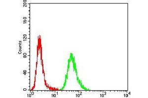 Flow cytometric analysis of Hela cells using ACVR1 mouse mAb (green) and negative control (red).