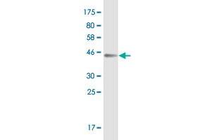 Western Blot detection against Immunogen (44.