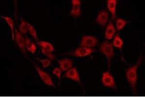 ABIN6275162 staining 293 by IF/ICC. (GRTP1 anticorps  (Internal Region))