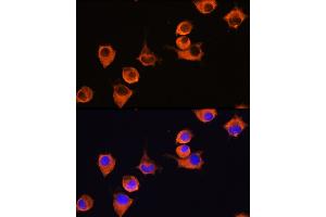 Immunofluorescence analysis of L929 cells using MFI2 Rabbit pAb (ABIN6131379, ABIN6143795, ABIN6143796 and ABIN6222350) at dilution of 1:100 (40x lens).