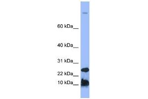 WB Suggested Anti-HAMP Antibody Titration:  0. (Hepcidin anticorps  (N-Term))
