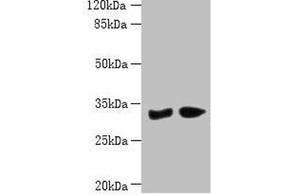 PBLD1 anticorps  (AA 11-288)