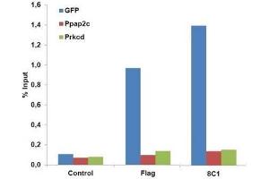 Cas9 antibody (mAb) tested by ChIP. (CRISPR-Cas9 anticorps)