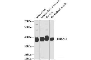 Western blot analysis of extracts of various cell lines using HOXA13 Polyclonal Antibody at dilution of 1:1000. (HOXA13 anticorps)