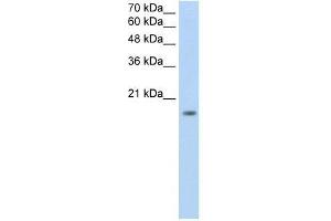 ZNF580 antibody used at 0. (ZNF580 anticorps  (N-Term))
