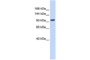 Western Blotting (WB) image for anti-Zinc Finger Protein 512B (ZNF512B) antibody (ABIN2458007) (ZNF512B anticorps)