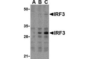 Western Blotting (WB) image for anti-Interferon Regulatory Factor 3 (IRF3) (Middle Region) antibody (ABIN1030963) (IRF3 anticorps  (Middle Region))