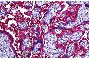 Human Placenta: Formalin-Fixed, Paraffin-Embedded (FFPE) (Haptoglobin anticorps)
