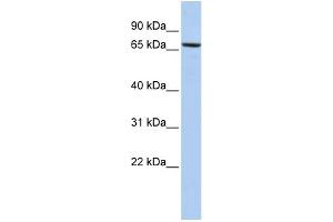 WB Suggested Anti-PDIA4 Antibody Titration:  0. (PDIA4 anticorps  (Middle Region))
