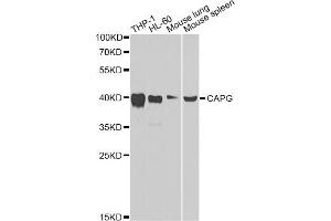 Western blot analysis of extracts of various cell lines, using CAPG Antibody. (CAPG anticorps)