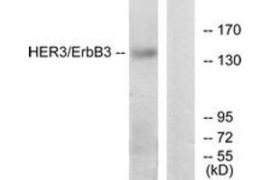Western blot analysis of extracts from HeLa cells, using HER3 (Ab-1328) Antibody. (ERBB3 anticorps  (AA 1293-1342))