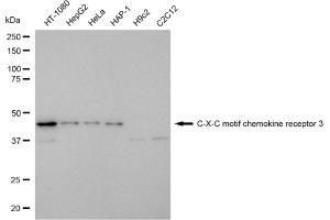 Western blotting analysis using C-X-C motif chemokine receptor 3 antibody (ABIN7798046). (Recombinant CXCR3 anticorps)