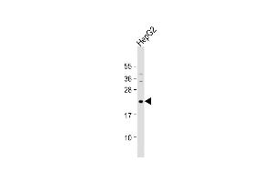 Anti-NeuroG1 Antibody (A46) at 1:1000 dilution + HepG2 whole cell lysate Lysates/proteins at 20 μg per lane. (Neurogenin 1 anticorps  (N-Term))