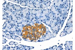 ABIN6262053 and ABIN6272306 at 1/100 staining Rat pancreatic tissue by IHC-P.