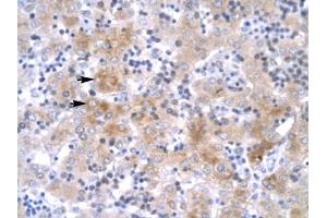 Immunohistochemical staining (Formalin-fixed paraffin-embedded sections) of human liver with LHX1 polyclonal antibody . (LHX1 anticorps  (AA 357-406))