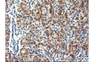 Immunohistochemical staining of paraffin-embedded Human pancreas tissue using anti-TBC1D21 mouse monoclonal antibody. (TBC1D21 anticorps)