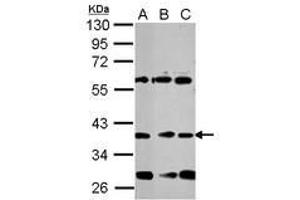 Image no. 1 for anti-Neuronal Differentiation 1 (NEUROD1) (AA 26-81) antibody (ABIN1499696) (NEUROD1 anticorps  (AA 26-81))